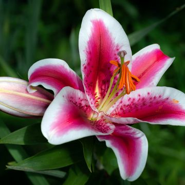 Lilium  Gaucho - Lily