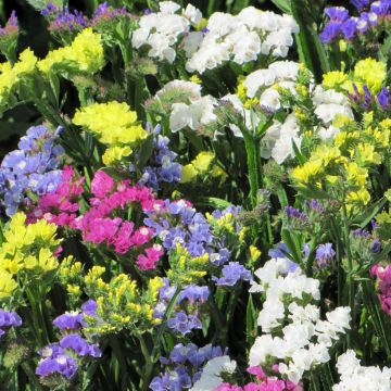 Limonium sinuatum Pacific Mix