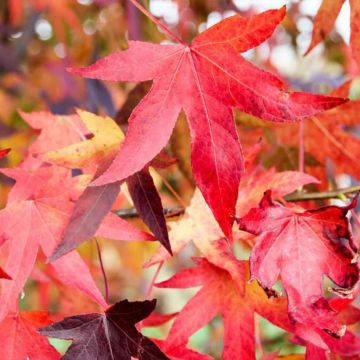 Liquidambar styraciflua Autumn Color Globe