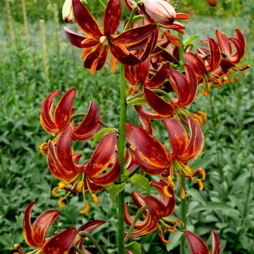 Martagón Arabian Night - Lilium martagon