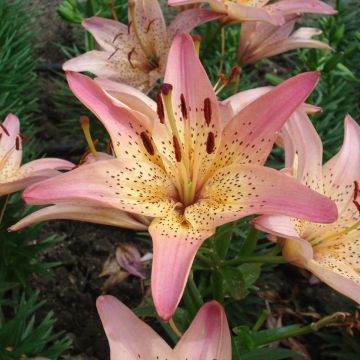 Lirio enano Pink Pixie - Azucena