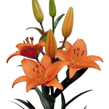 Lilium  Tresor - Lily, Asiatic Lily, Oriental Lily, Trumpet Lily, Tiger Lily