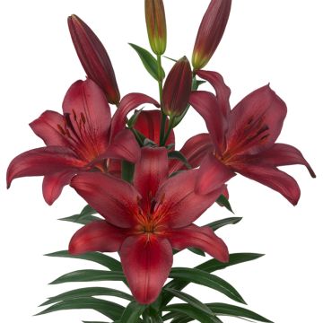 Lilium  Bataleon - Lily