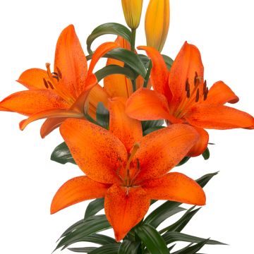 Lilium  Foxley - Lily