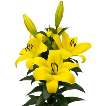 Lilium  Fuenta - Lily