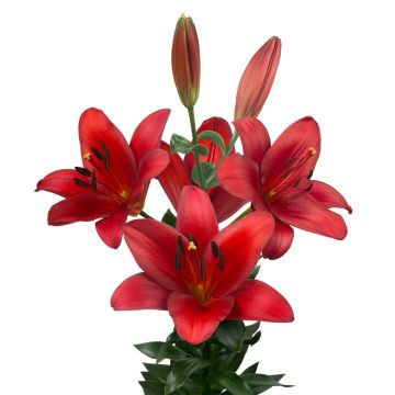 Lilium  Orfeo® - Lily, Asiatic lily, Oriental lily