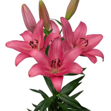 Lilium  Sentosa - Lily, Asiatic Lily, Oriental Lily