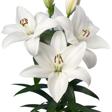 Lilium  Volvic - Lily