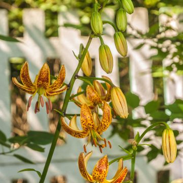 Martagón Peppard Gold - Lilium martagon
