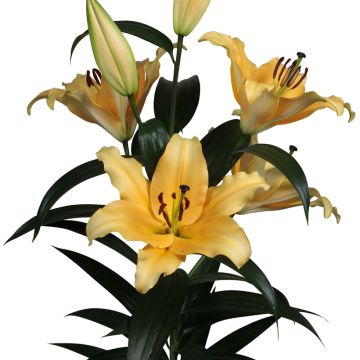 Lilium  Corcovado® - Lily