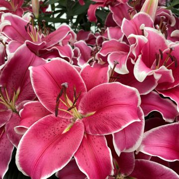 Lilium  El Capitan - Lily
