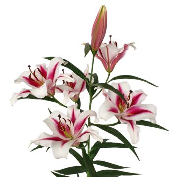 Lilium  Gaucho - Lily