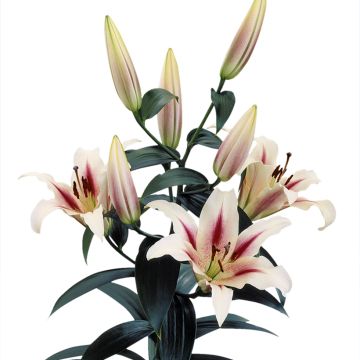 Lilium  Nymph - Lily