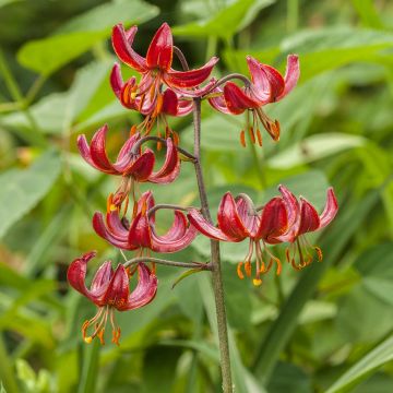 Martagón Claude Shride - Lilium martagon