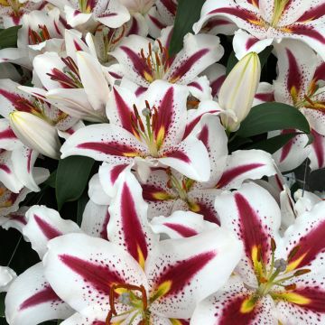Lilium  Big Smile - Lily