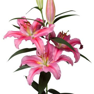 Lilium  Lodi - Lily