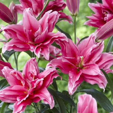 Lilium  Roselily Elena - Lily