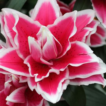 Lilium  Roselily Samantha - Lily