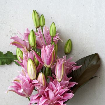 Lilium  Roselily Viola - Lily