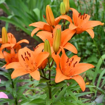 Lilium  Tresor - Lily, Asiatic Lily, Oriental Lily, Trumpet Lily, Tiger Lily