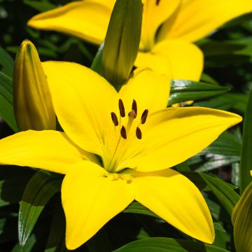 Lilium  Fuenta - Lily