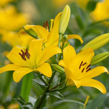 Lilium  Kesla - Lily