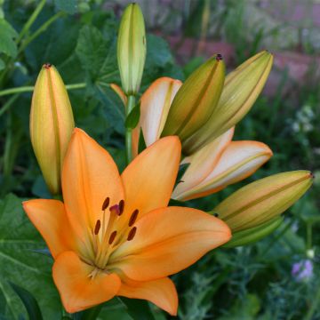 Lirio Menton
