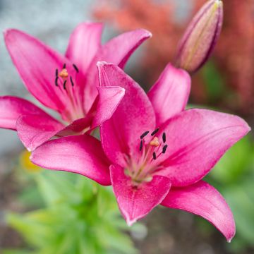 Lilium  Sentosa - Lily, Asiatic Lily, Oriental Lily