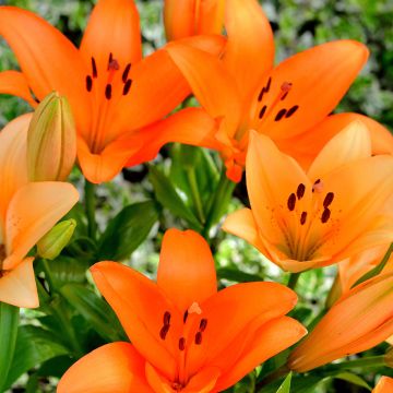 Lilium (x) longiflorum Surfside - Easter Lily, Trumpet Lily