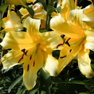 Lilium  Corcovado® - Lily