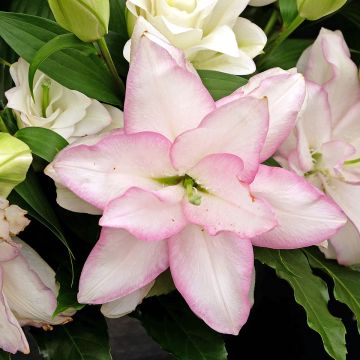 Lirio Roselily Anouska