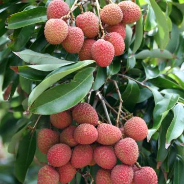 Litchi chinensis Kwai May Pink - Litchi rose