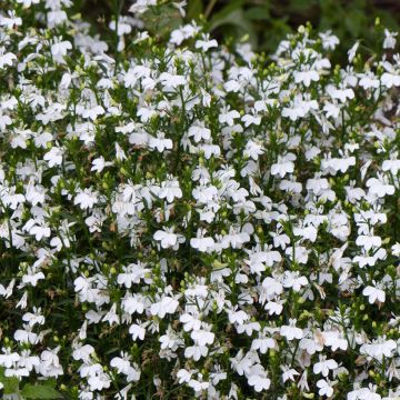 Lobelia erinus White Lady