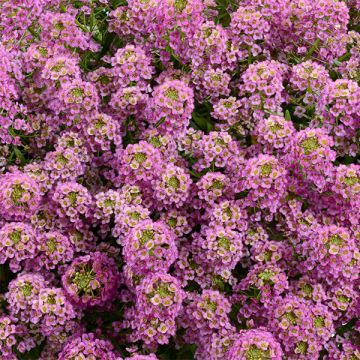 Aliso marítimo Raspberry Stream - Lobularia maritima
