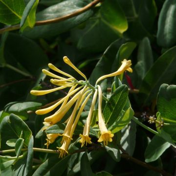 Lonicera sempervirens John Clayton - Madreselva