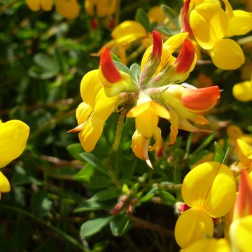 Lotus corniculatus Plenus - Zapaticos de la Virgen