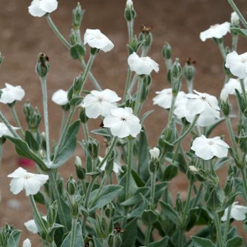 Lychnis coronaria Alba - Clavel lanudo