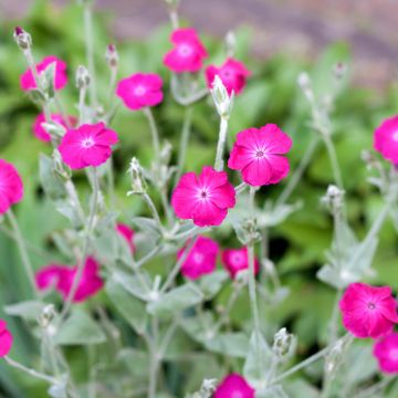 Lychnis coronaria - Clavel lanudo