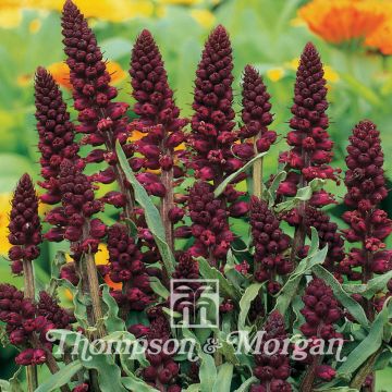 Lysimachia atropurpurea