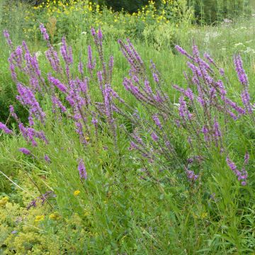 Lythrum salicaria (semillas) - Salicaria