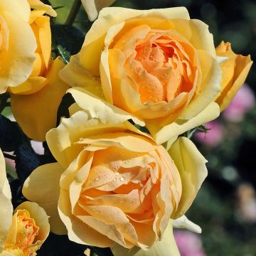 Rosal Mythique (Rosal de pie alto)