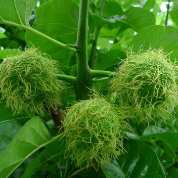 Maclura pomifera - Naranjo de Luisiana