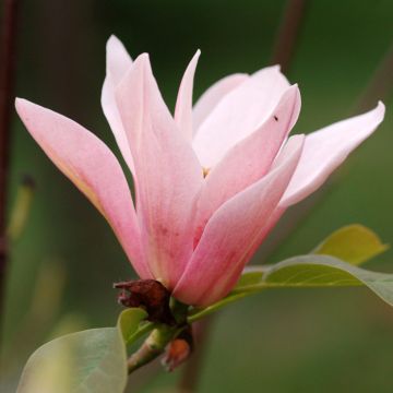 Magnolia acuminata Coral Lake
