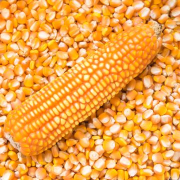 Maíz dulce Pop-corn Tom Pouce