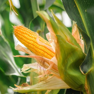 Maíz dulce - Zea mays