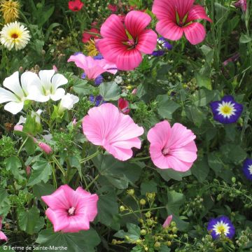 Malope trifida - Malva de dehesa