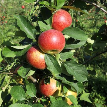Pommier Cesarz Wilhelm, Kaiser Wilhelm, Reinette rouge