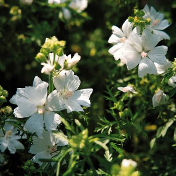 Malava moscada Snow White - Malva moschata