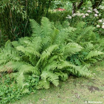 Matteuccia orientalis