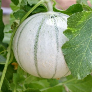 Melón Alienor